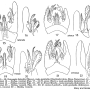 Ellipteroides (Ptilostenodes) omissus : hypopygium