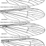 Ellipteroides (Protogonomyia) perturbatus : wing