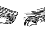Elnoretta acracanthoides : body part(s) - claw