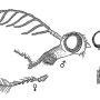Elnoretta acracanthoides : body part(s) - head and thorax