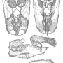 Elnoretta acracanthoides : hypopygium