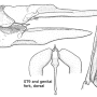 Elnoretta acracanthoides : ovipositor