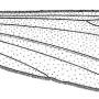 Elnoretta acracanthoides : wing