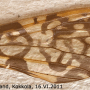 Epiphragma (Epiphragma) ocellare : wing