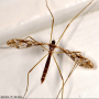 Epiphragma (Epiphragma) solatrix : habitus - female