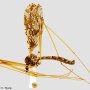 Epiphragma (Epiphragma) solatrix : habitus - male
