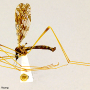 Epiphragma (Epiphragma) solatrix : habitus - male