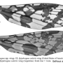 Epiphragma (Epiphragma) solatrix : wing