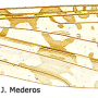 Epiphragma (Epiphragma) solatrix : wing