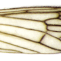 Erioconopa diuturna : wing