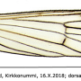 Erioconopa diuturna : wing