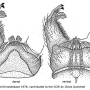 Erioconopa elegantula : hypopygium