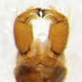 Erioconopa elegantula : hypopygium