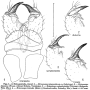 Erioconopa interposita : hypopygium