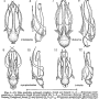 Erioconopa interposita : hypopygium
