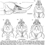 Erioconopa interposita : ovipositor