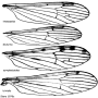 Erioconopa interposita : wing