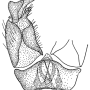 Erioconopa tadzika : hypopygium