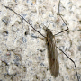 Erioconopa trivialis : habitus - male