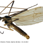 Erioconopa trivialis : habitus - male