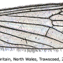 Erioconopa trivialis : wing