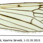 Erioconopa trivialis : wing
