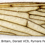 Erioconopa trivialis : wing