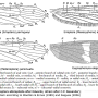 Erioptera (Mesocyphona) albicapitella : wing