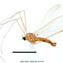 Erioptera (Erioptera) cervula : habitus - male