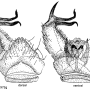 Erioptera (Erioptera) cervula : hypopygium