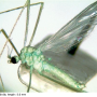 Erioptera (Erioptera) chlorophylla : habitus - male
