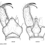 Erioptera (Mesocyphona) conica : hypopygium
