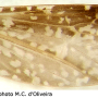 Erioptera (Mesocyphona) costalis : wing