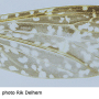Erioptera (Mesocyphona) costalis : wing