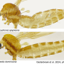 Erioptera (Mesocyphona) gagneana : habitus - male