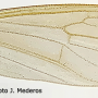 Erioptera (Mesocyphona) gagneana : wing
