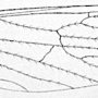 Erioptera (Meterioptera) javanensis : wing