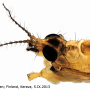 Erioptera (Erioptera) lutea : body part(s) - head and thorax
