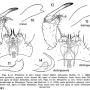 Erioptera (Erioptera) minor : hypopygium