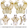 Erioptera (Erioptera) minor : hypopygium