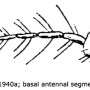 Erioptera (Mesocyphona) minuta : body part(s) - antenna