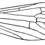 Erioptera (Mesocyphona) minuta : wing