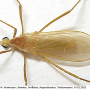 Erioptera (Erioptera) nielseni : habitus - male