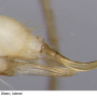 Erioptera (Erioptera) nielseni : ovipositor