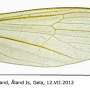 Erioptera (Erioptera) nielseni : wing