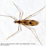 Erioptera (Erioptera) peringueyi : habitus - male
