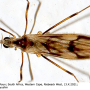 Erioptera (Erioptera) peringueyi : habitus - male
