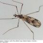 Erioptera (Erioptera) peringueyi : habitus - male