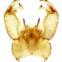 Erioptera (Meterioptera) persinuata : hypopygium