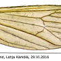 Erioptera (Erioptera) sordida : wing